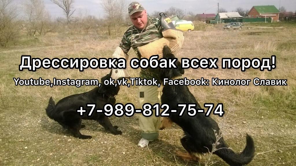 Дрессировка собак всех пород - объявление в Мостовской