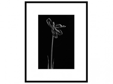  - dead tulip #4 (george rouchin photography)  55x70 ., George rouchin photography