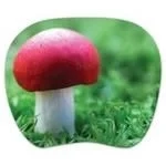    Pc Pet Mp-Tom Turbo (Mushroom)