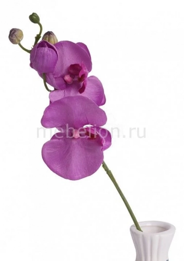  (33 c) Phalaenopsis 316838,  ,   