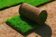 Газон в рулонах